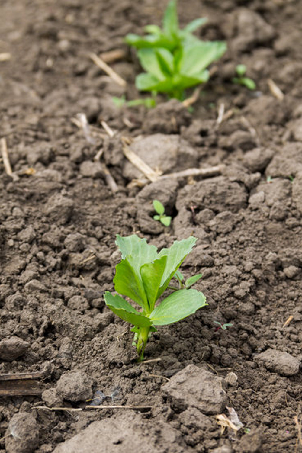 Alpaca manure for vegetable gardens - natural, nutrient-rich soil amendment option