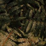 Fresh homegrown veggies from Carolina gardener's plot - perfect for farm-to-table dinners