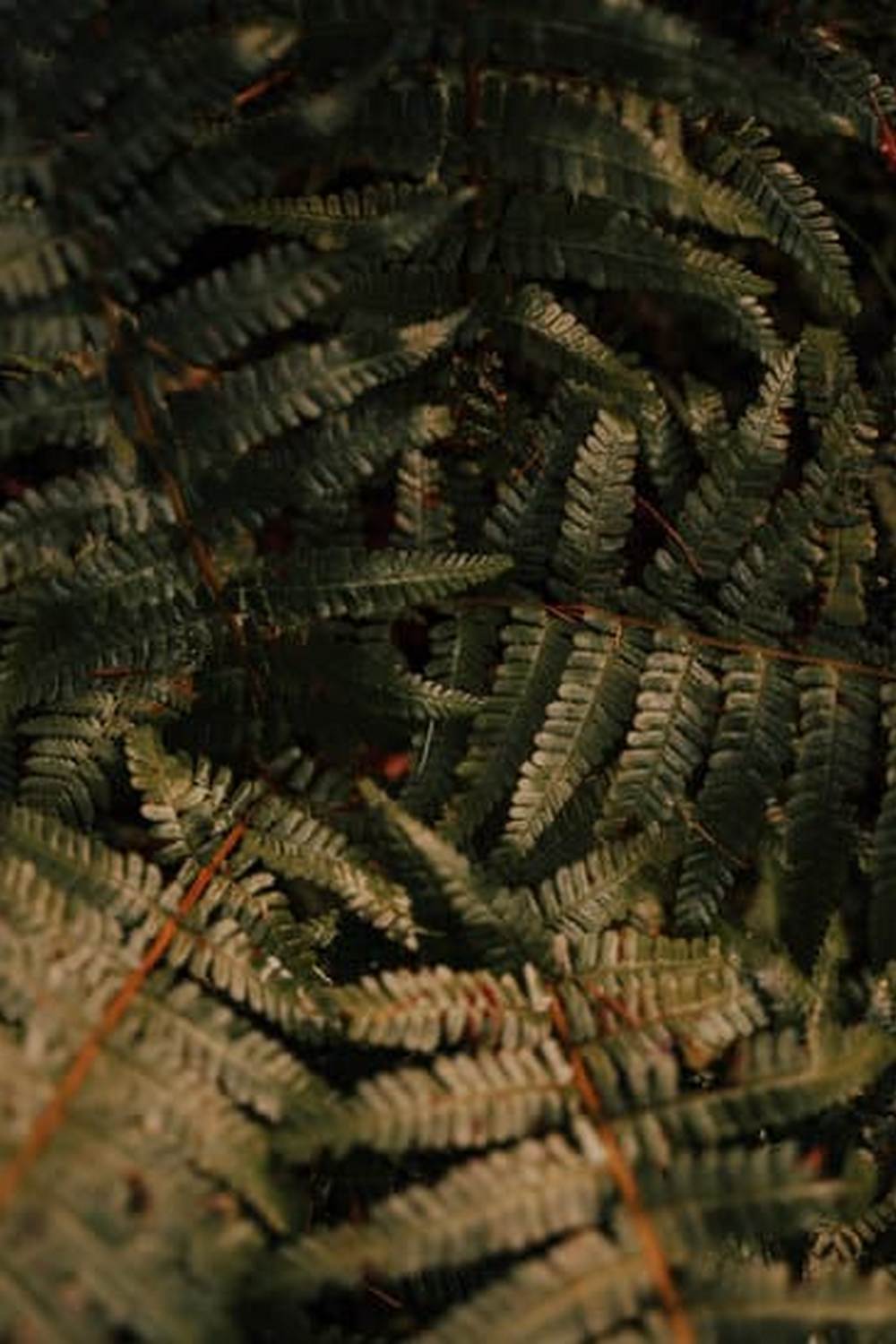 Fresh homegrown veggies from Carolina gardener's plot - perfect for farm-to-table dinners
