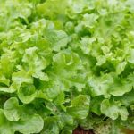 Vibrant options for large vegetable and fruit tree gardens - DESIGNS FOR LARGE VEGETABLE AND FRUIT TREE GARDENS