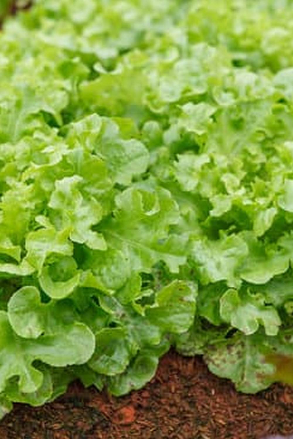 Vibrant options for large vegetable and fruit tree gardens - DESIGNS FOR LARGE VEGETABLE AND FRUIT TREE GARDENS