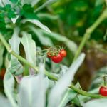 Fall Planning Calendar in Fall Vegetable Gardening Fall Planning Calendar featuring tips for Fall Vegetable Gardening