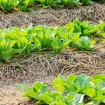 An Eco-Friendly Oasis to Explore