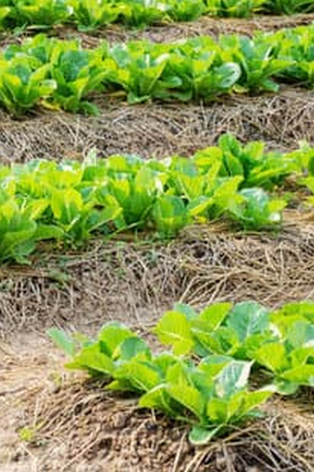 An Eco-Friendly Oasis to Explore