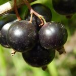 Expert tips on vegetable gardening by Matt Mattus, MASTERING THE ART OF VEGETABLE GARDENING author