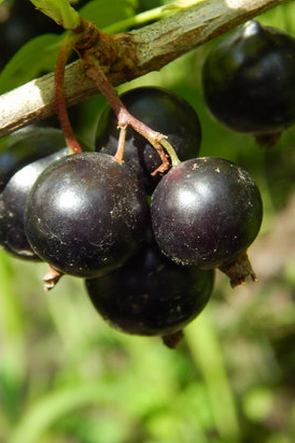 Expert tips on vegetable gardening by Matt Mattus, MASTERING THE ART OF VEGETABLE GARDENING author