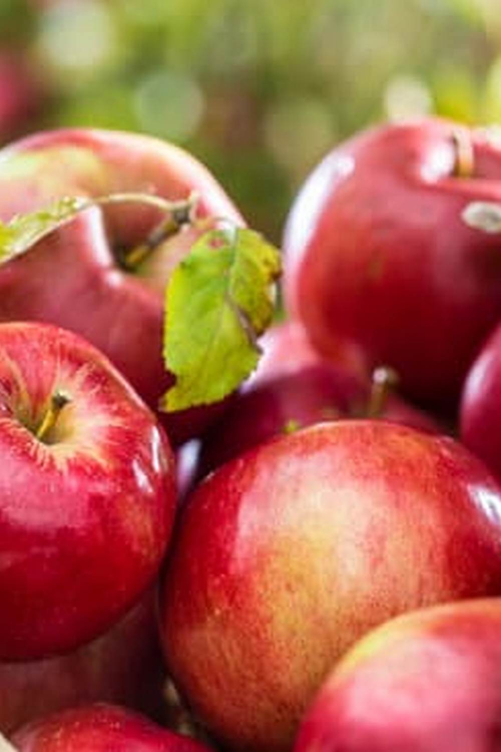 Invest in vegetable gardens for fresh, organic produce and sustainable living options