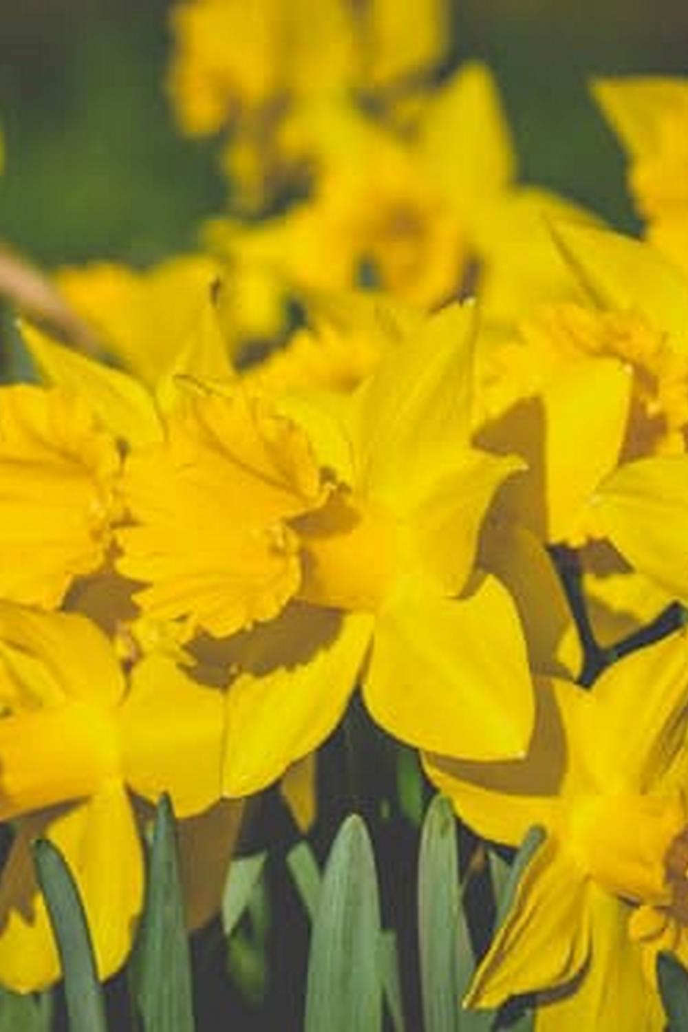 improved drainage, aeration, and root growth