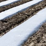 Compact plant selection for limited spaces with bountiful harvests