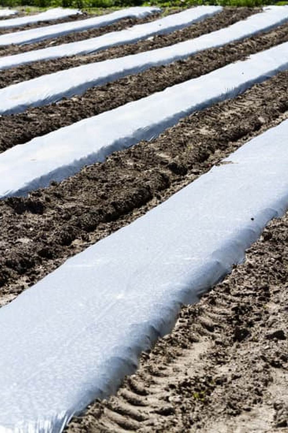 Compact plant selection for limited spaces with bountiful harvests