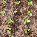 Explore diverse vegetable gardening in Canada with tips on climate, soil, and seasonal planting techniques