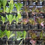 Vibrant and innovative CREATIVE VEGETABLE GARDENS showcasing unique and artistic designs