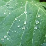 Comprehensive vegetable gardening guide with expert tips and advice for beginners and experienced gardeners