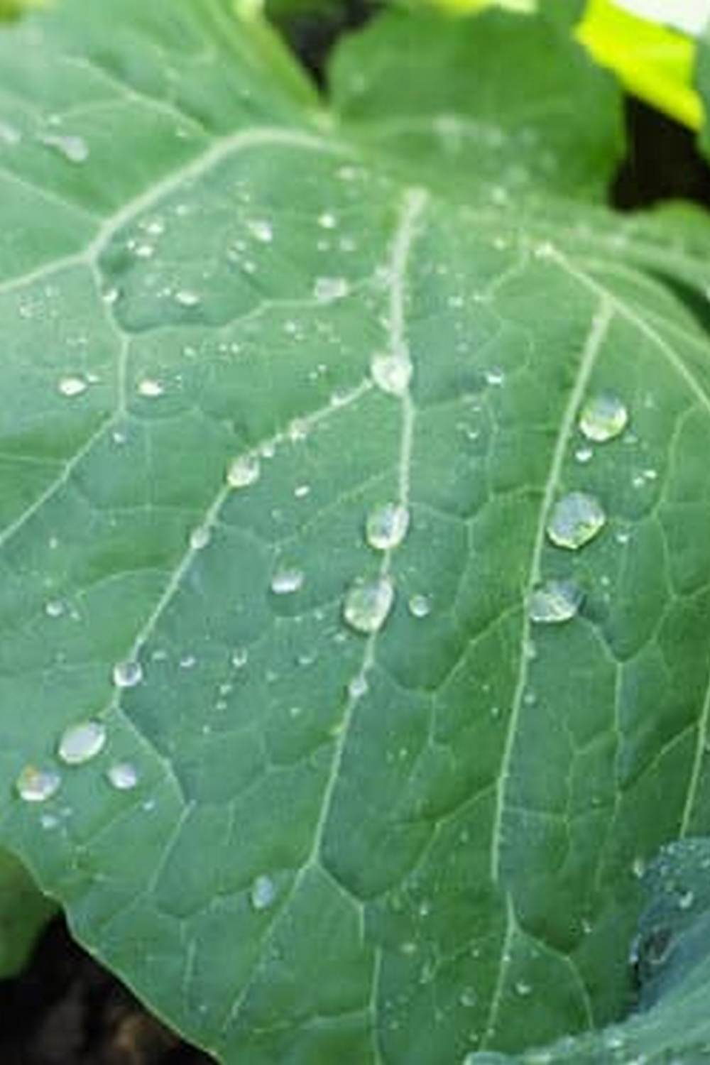 Comprehensive vegetable gardening guide with expert tips and advice for beginners and experienced gardeners