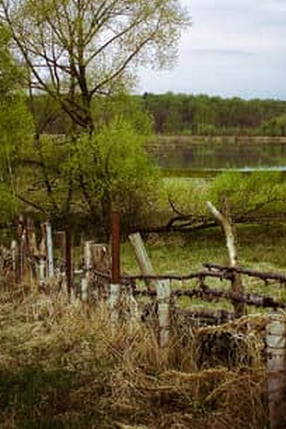 Explore diverse vegetable gardens worldwide