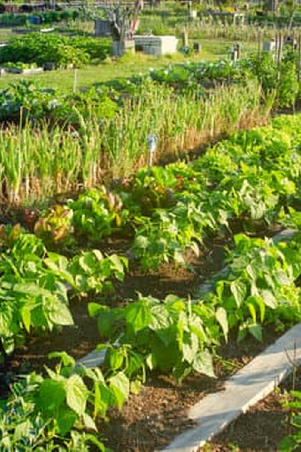 Vibrant and thriving AMAZING BACKYARD VEGETABLE GARDENS bursting with colorful produce and lush greenery