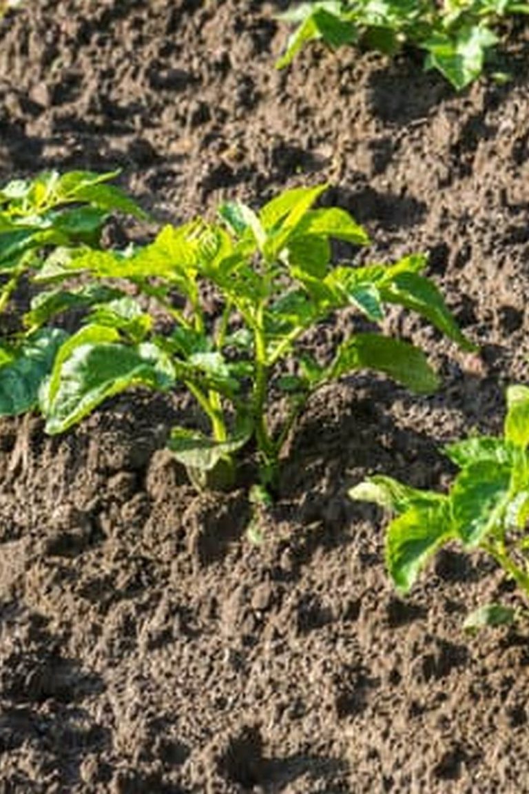 Gardening Article Discusses Home-Grown Vegetables Contamination Risk