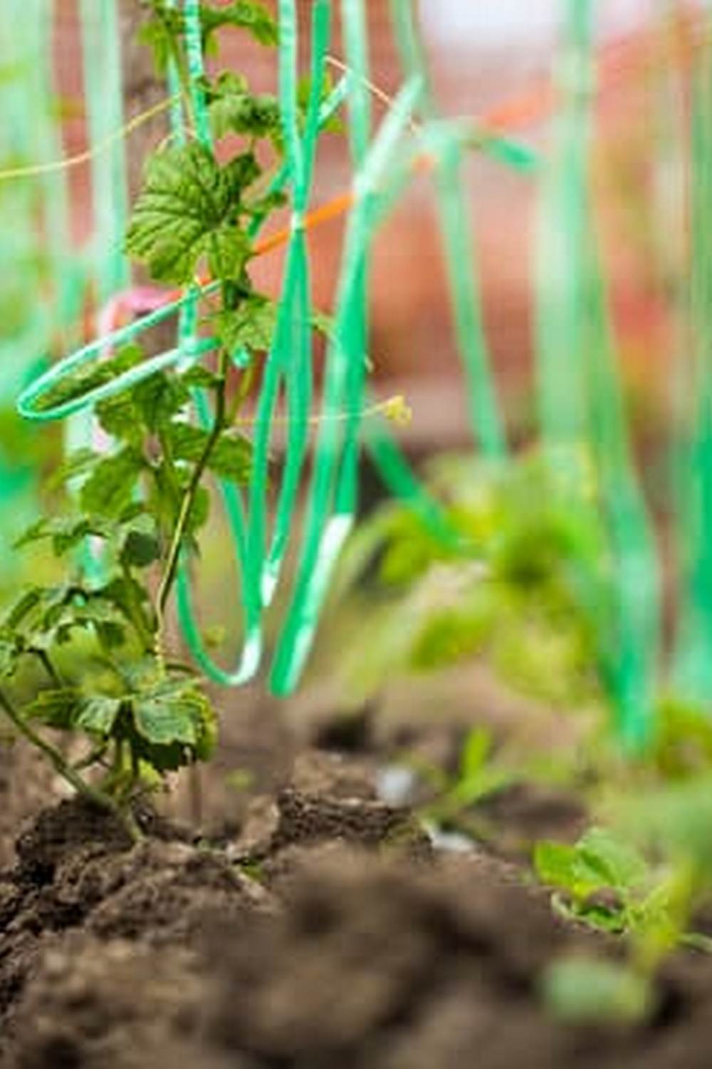 Vibrant vegetable garden showcasing Tasmanian produce, perfect for sustainable living and fresh meals