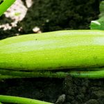 Square foot gardening layout with various vegetables planted in organized raised beds