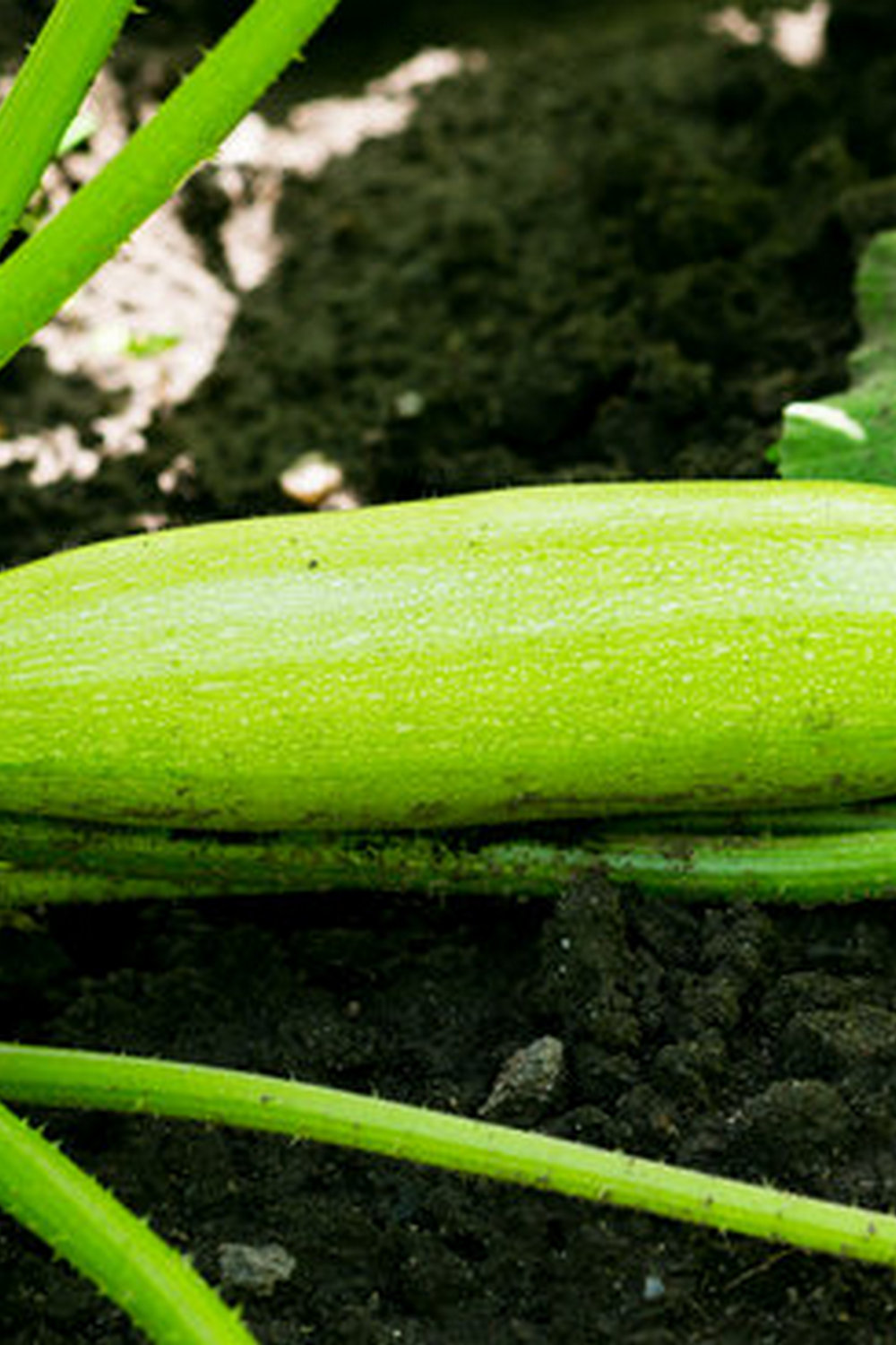 Square foot gardening layout with various vegetables planted in organized raised beds