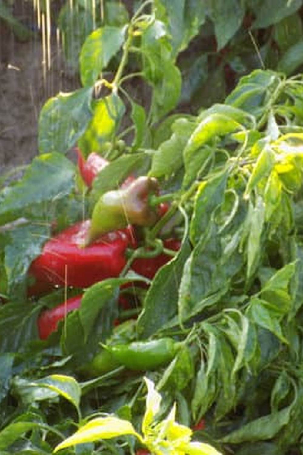 Vibrant vegetables growing in a University of Florida vegetable garden