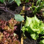 companion planting with marigolds