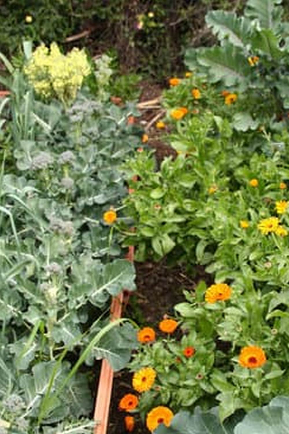 A Comprehensive Guide for Green Thumbs