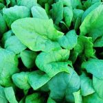 Vibrant community gardens cultivating a variety of vegetables and herbs for all to enjoy