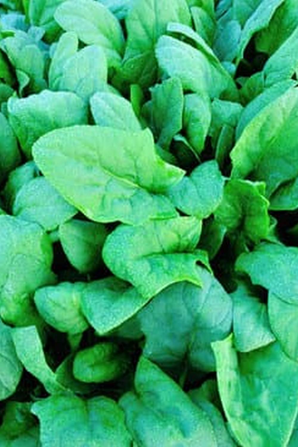 Explore innovative vegetable gardening ideas for West Texas in the HunkerHunker guide to growing vegetables efficiently