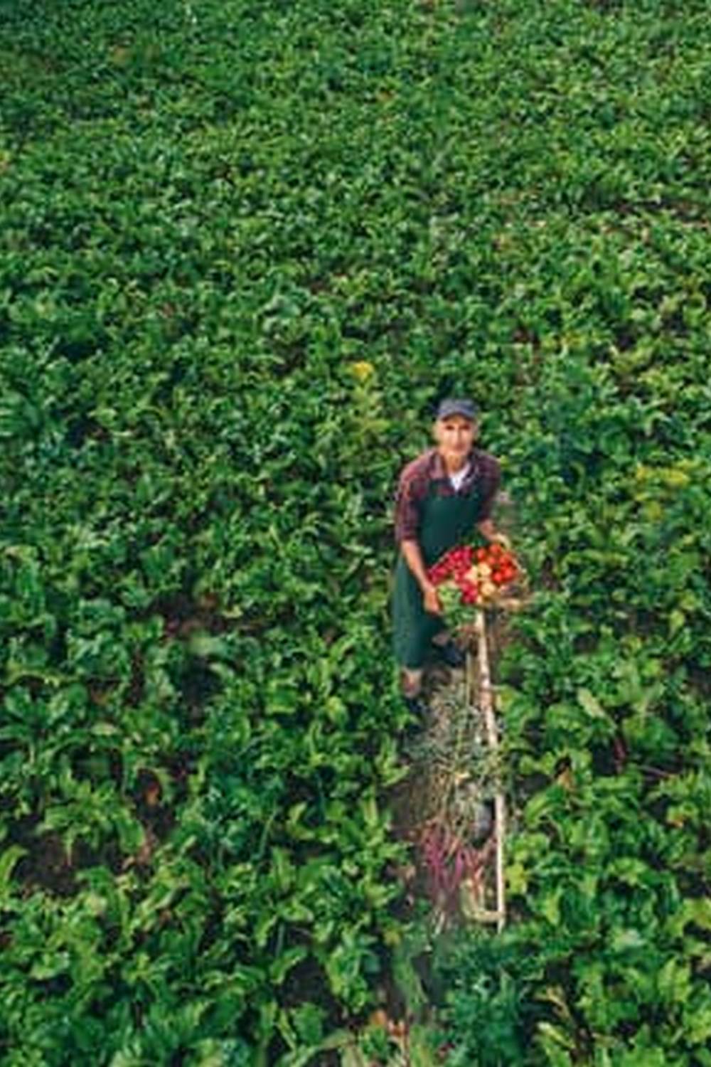 Lush vegetable garden in Northwest Florida with thriving crops and beautiful blooms