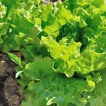 Fresh and colorful vegetables grown in Victory Gardens, promoting self-sustainability and healthy eating habits