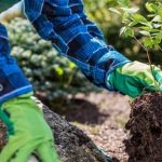 Gardening Clay Soil Vegetables Planting, Care, and Harvesting Techniques for Better Yields