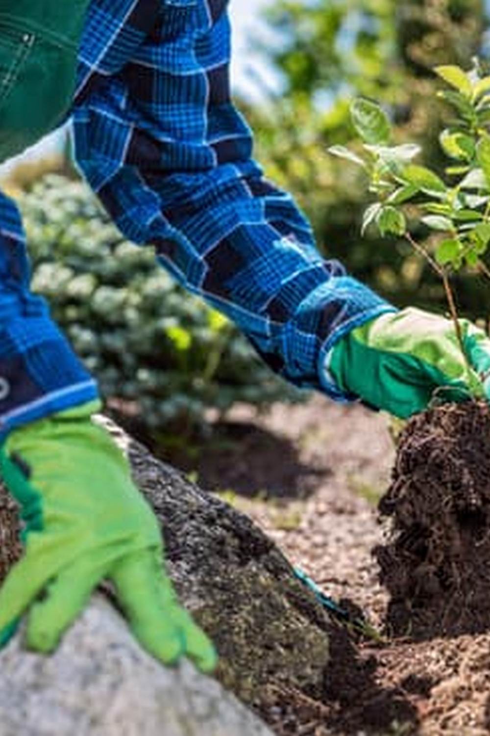 Planting, Care, and Harvesting Techniques for Better Yields