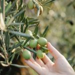 organic mulch made from straw or grass clippings