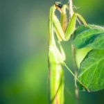 Thriving vegetable garden in Texas heat, tips for success