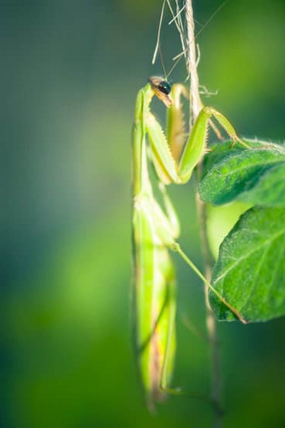 Thriving vegetable garden in Texas heat, tips for success