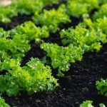 Vegetable Gardening on a Deck Lush container garden with vegetables growing on a wooden deck