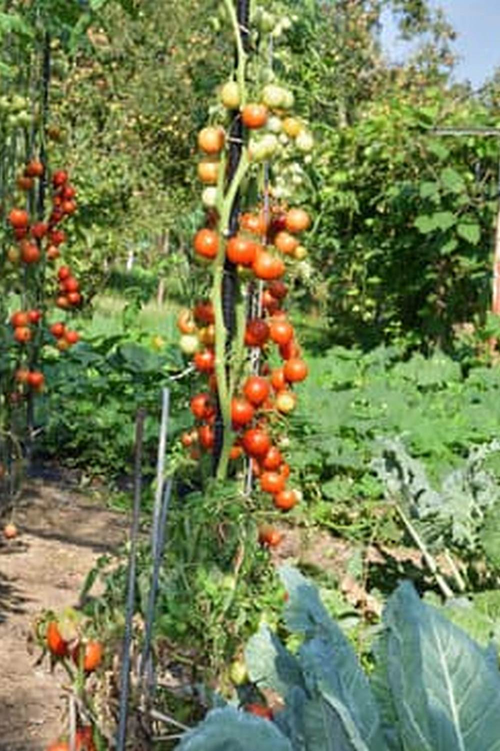 Explore helpful tips and ideas for backyard vegetable gardening on informative blogs