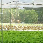 Explore top vegetable gardening blogs in the USA for expert tips and advice