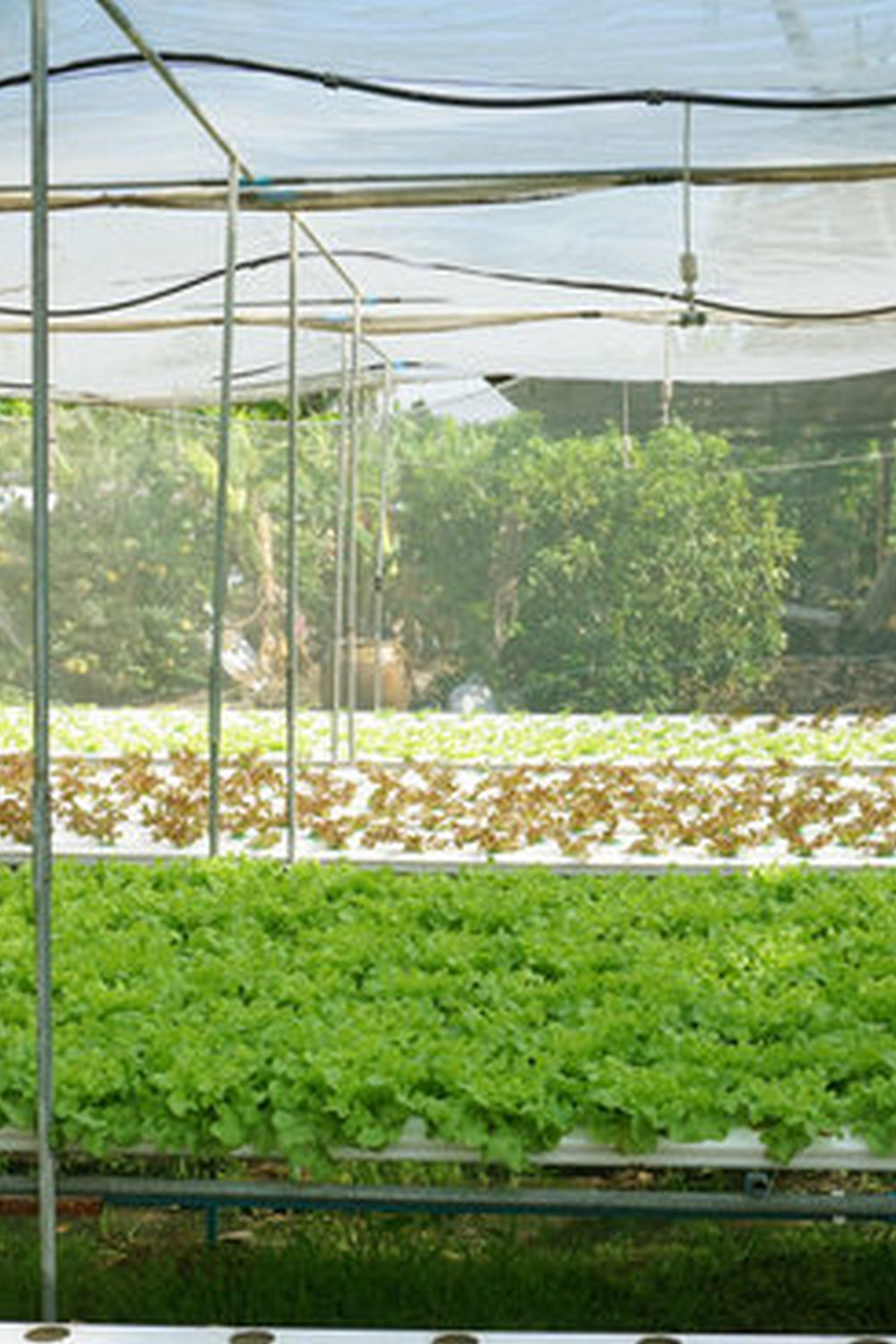 Explore top vegetable gardening blogs in the USA for expert tips and advice