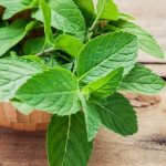 a sustainable choice for gardening projects