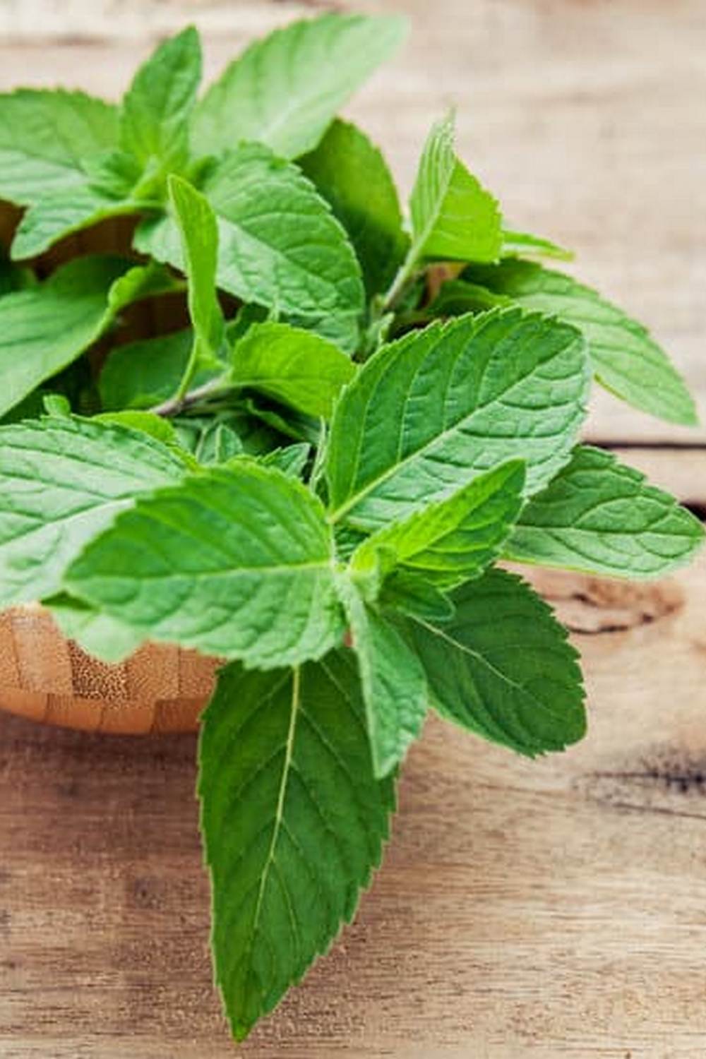 a sustainable choice for gardening projects