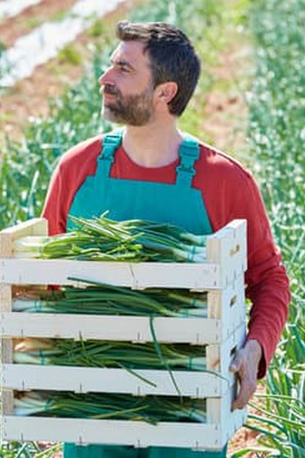 ACQ-treated pine is suitable for raised beds, rot-resistant and long-lasting