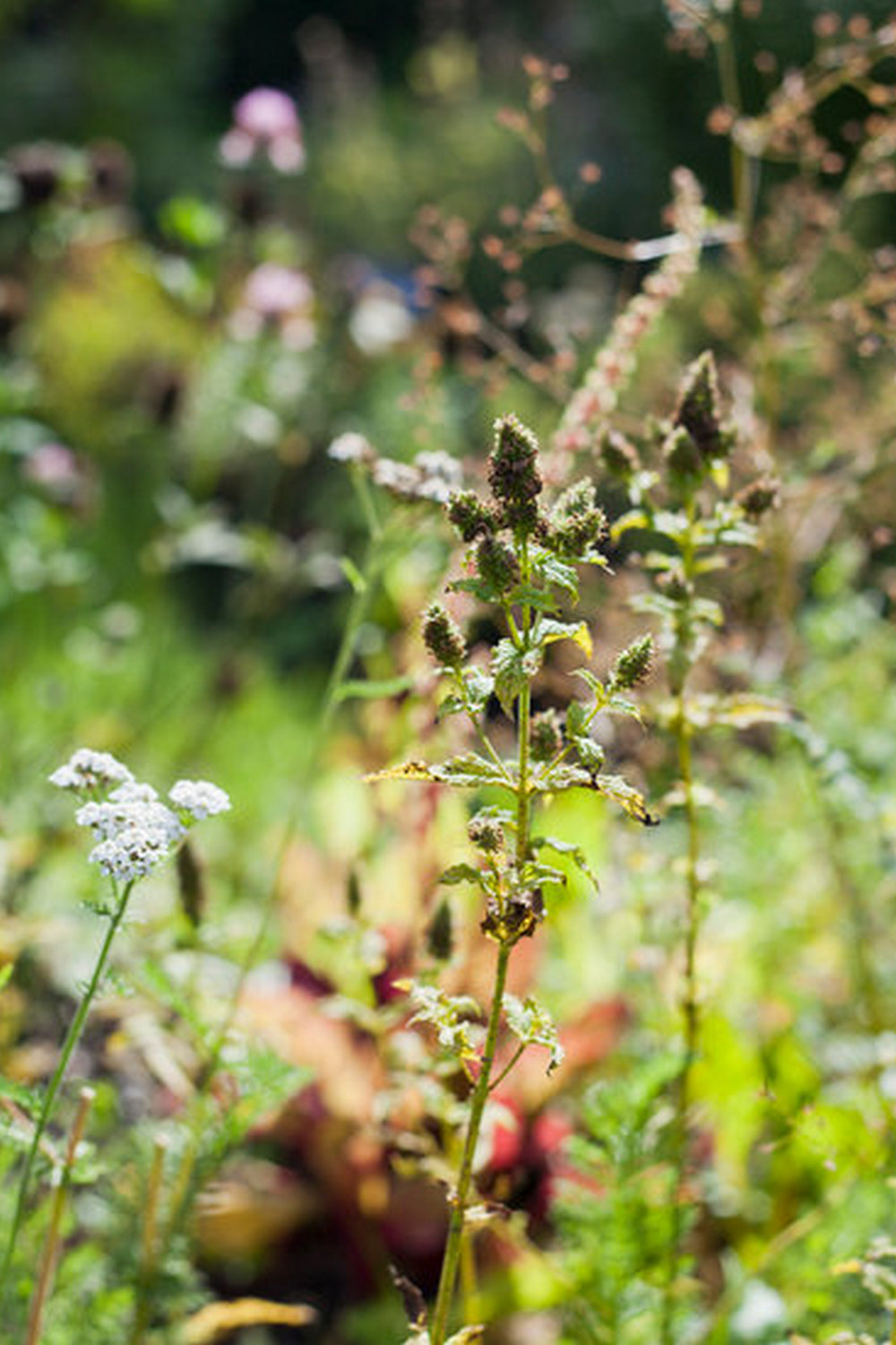 Thriving Oklahoma City vegetable garden with diverse crops and sustainable practices