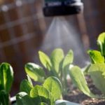 Thriving small yard vegetable gardens showcasing efficient space utilization for urban dwellers