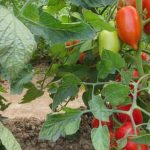 Essential guide for beginners and experienced gardeners alike