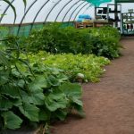 Grow your own vegetables for a healthier lifestyle and delicious meals