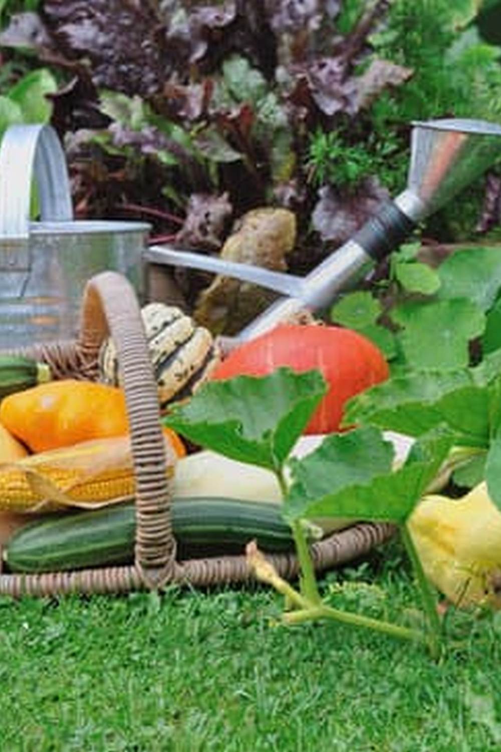 Opt for organic red mulch in vegetable gardens to ensure safety for your crops