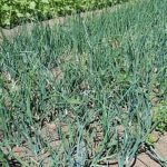 Perfect for newcomers to growing their own produce at home