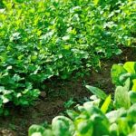 Download Week-by-Week Vegetable Gardener's Handbook PDF for gardening guidance year-round